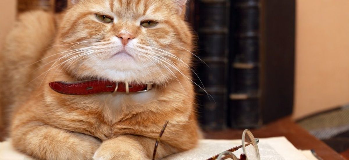 Review by Javiera Lopez.